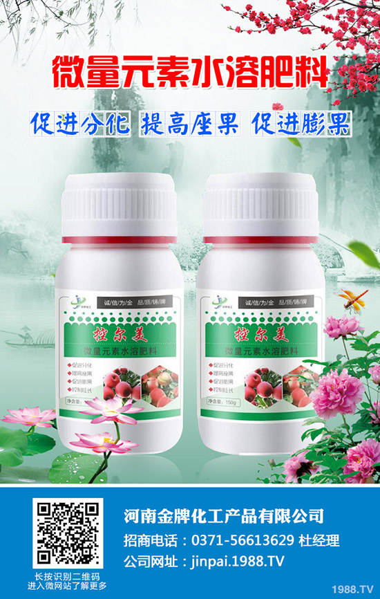 越冬萵筍怎么種？越冬萵筍的種植技巧！