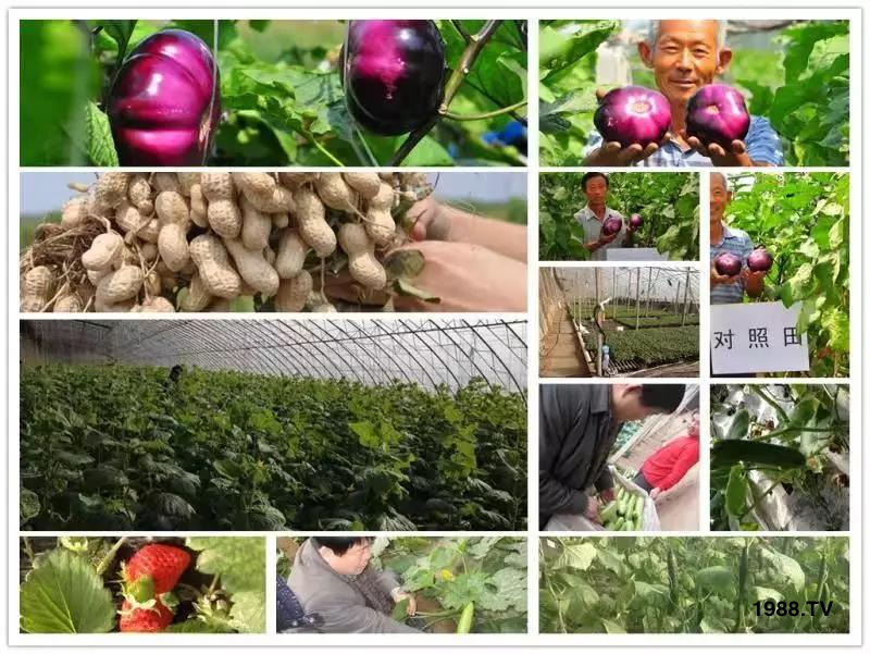 礦源黃腐酸鉀——精品肥！1公斤=8噸有機(jī)肥！新疆源頭直發(fā)?。?！