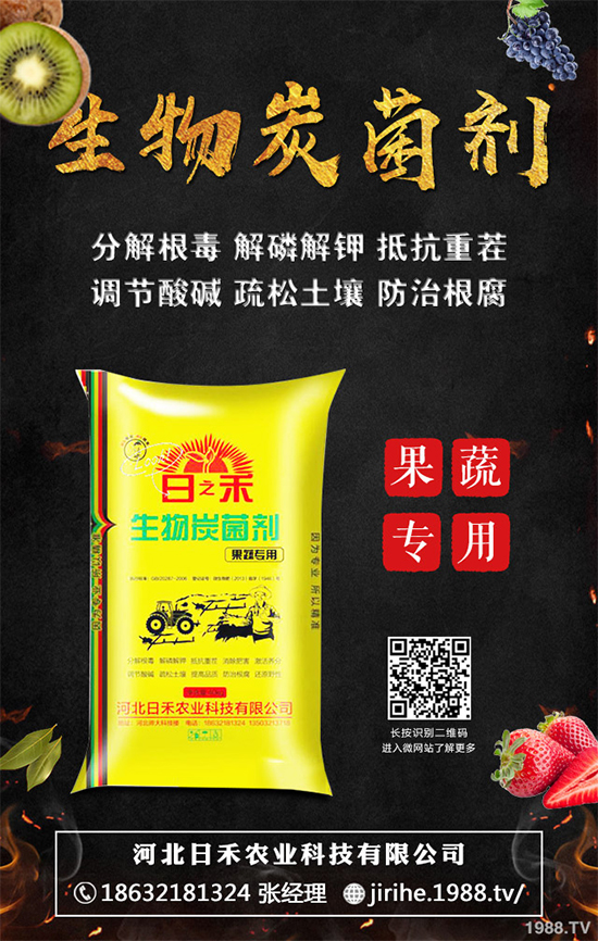 洋蔥定植你掌握了嗎？洋蔥定植及定植后管理方案