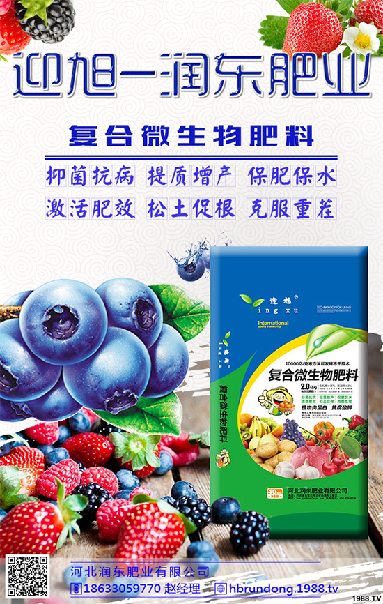 洋蔥定植你掌握了嗎？洋蔥定植及定植后管理方案