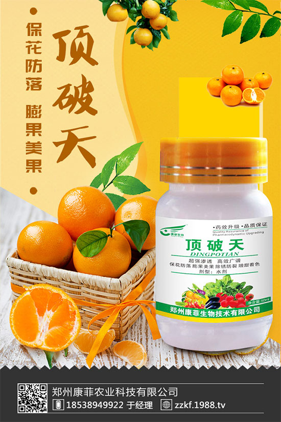 柑橘為什么會(huì)黃葉？柑橘黃葉的解決措施！