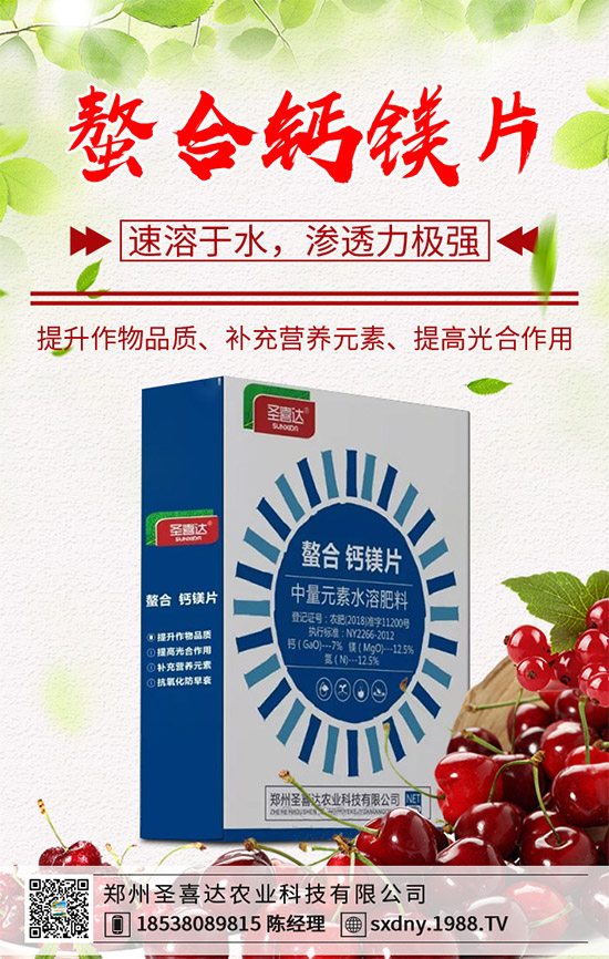 洋薊為什么這么受人歡迎？洋薊的市場行情分析