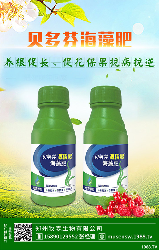 洋薊為什么這么受人歡迎？洋薊的市場行情分析