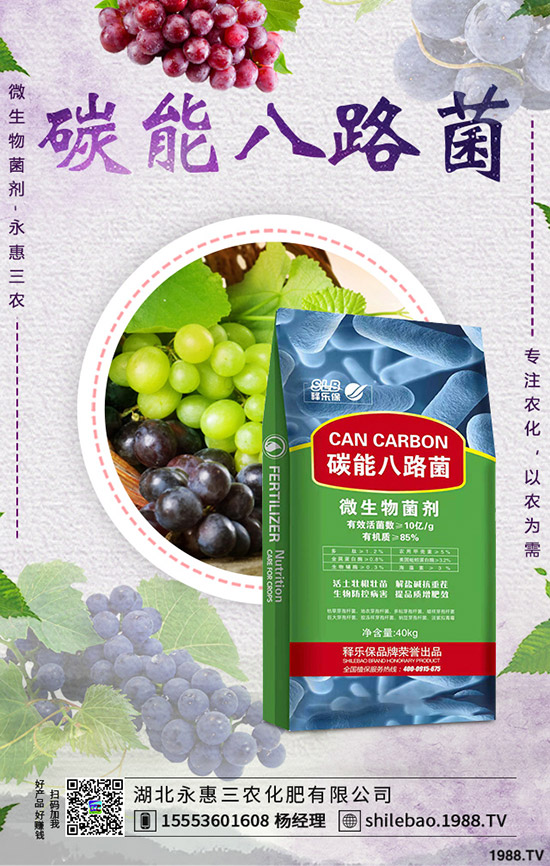 2020年春節(jié)蒜黃價(jià)格是否上漲？批發(fā)價(jià)多少錢一斤？蒜黃種植前景！