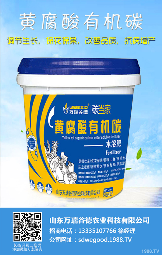 魔芋價(jià)格多少錢一斤？2020年魔芋種植的市場行情