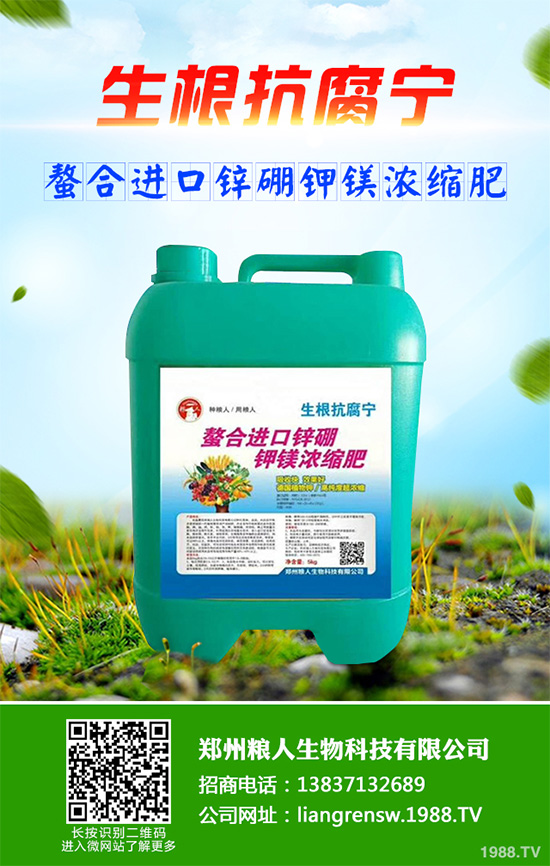 新鮮天麻和干天麻有哪些區(qū)別？那個效果更好？