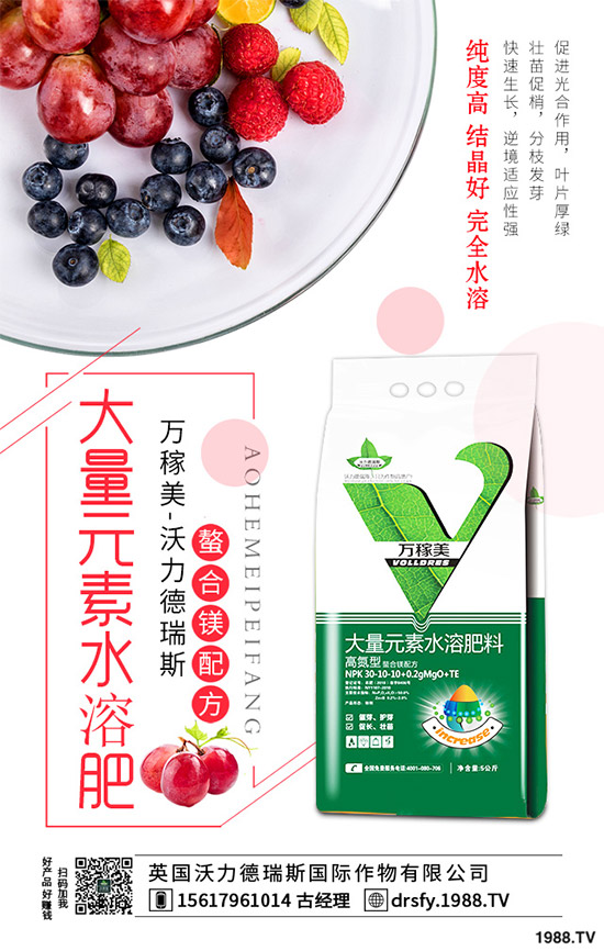 冬季該如何栽培馬鈴薯?七步輕松獲得高產(chǎn)