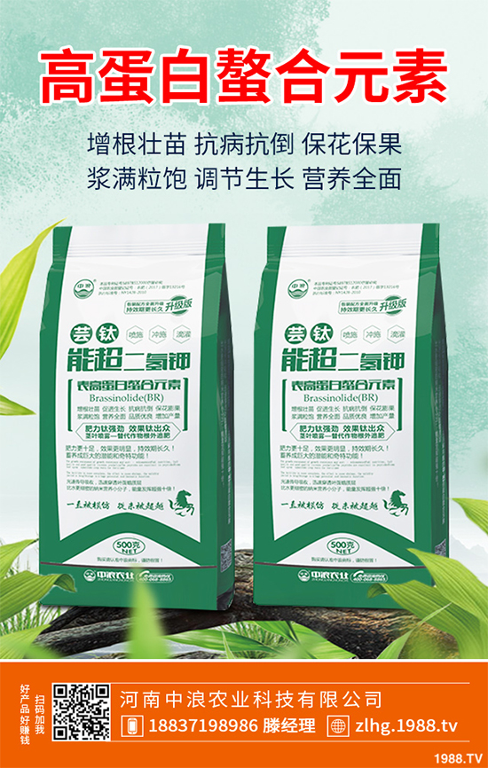 芥菜什么時候種植效益更好？芥菜高產(chǎn)種植技術(shù)要點