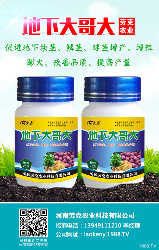 芥菜有哪些營養(yǎng)價值？吃芥菜有哪些好處？芥菜的功效與作用