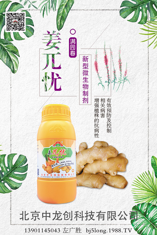 生姜施肥的方法有哪些，如何施肥才能高產(chǎn)？生姜施肥技巧！