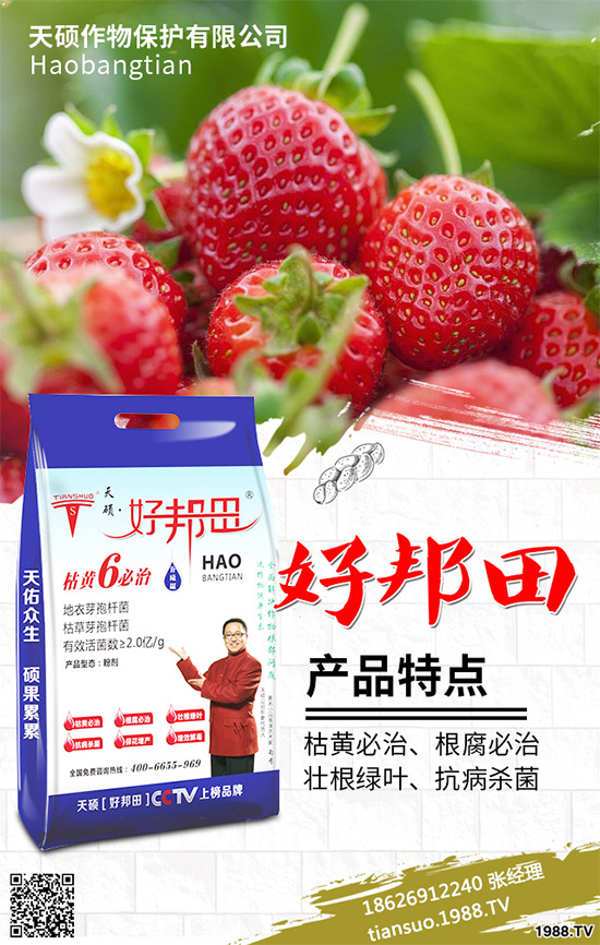 萵苣霜霉病危害這么大，你知道該如何防治嗎？萵苣霜霉病防治方法