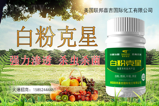 辣椒白粉病為何難以防控？辣椒白粉病如何用藥防治效果好？