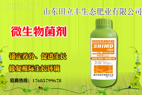 板藍(lán)根該如何種植？板藍(lán)根種植前景和效益怎么樣？