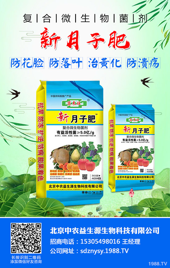 小麥旗葉是什么?小麥旗葉的作用有哪些?小麥旗葉決定產(chǎn)量么?