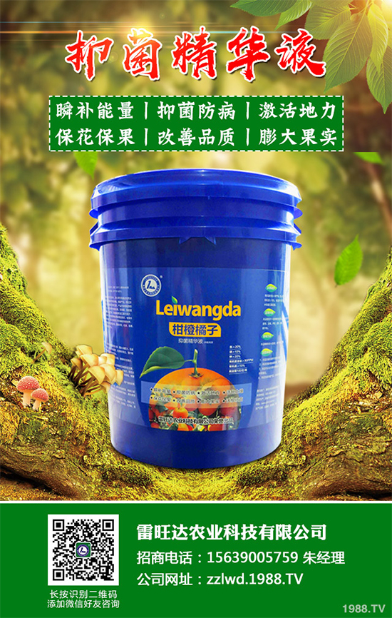 魚(yú)腥草市場(chǎng)價(jià)格多少錢(qián)一斤？2020年魚(yú)腥草的種植效益分析