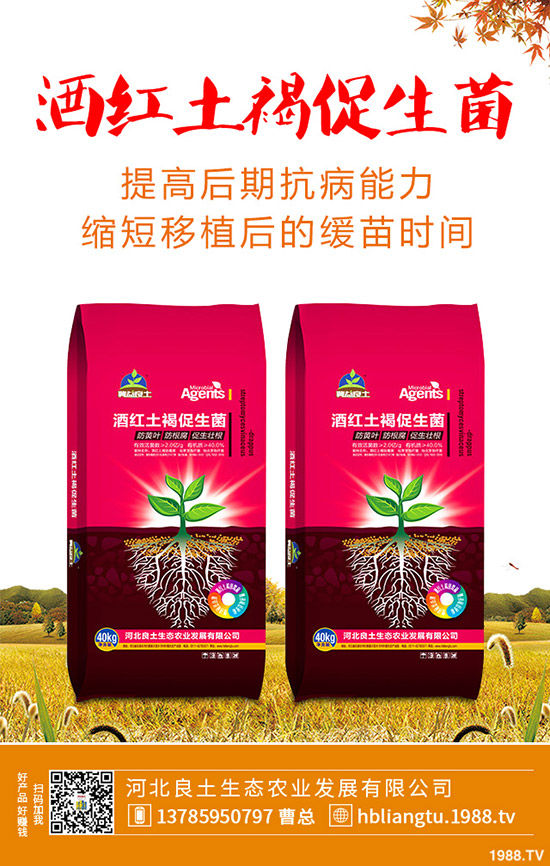 莧菜什么時(shí)候種植較好？莧菜的種植技術(shù)與田間管理