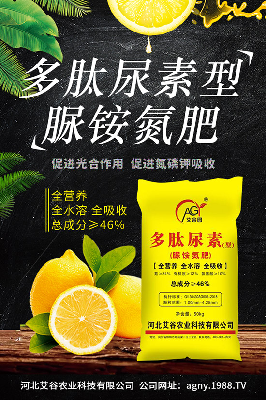 四季豆種植要點(diǎn)，四季豆育苗技術(shù)及苗期管理