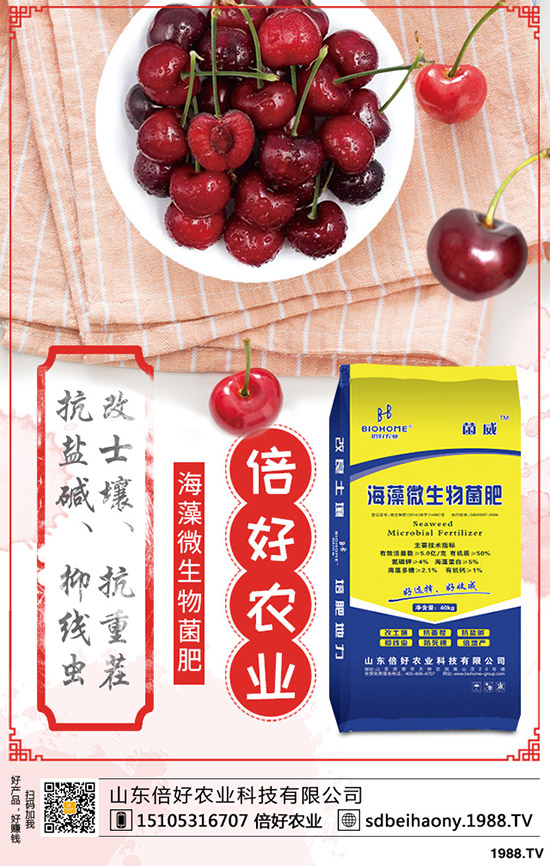     棉花的生長周期多少天？棉花生長各個時期的表現(xiàn)有哪些？