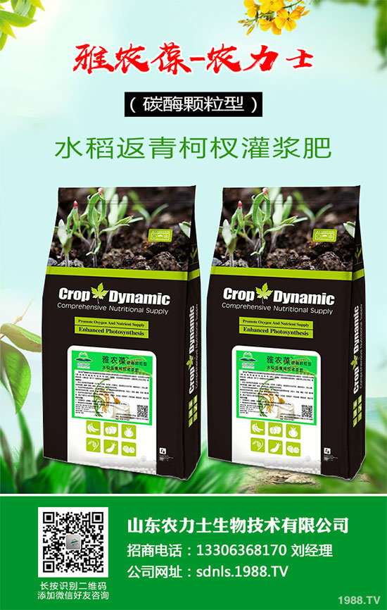 1馬鈴薯該如何切塊種植？馬鈴薯切塊種植技術及注意事項