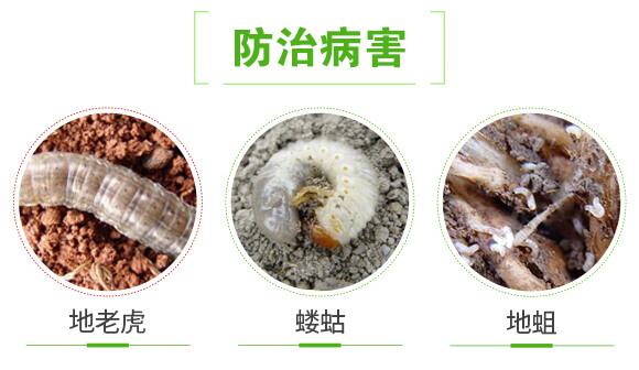 枯草芽孢桿菌-根線終結-聯(lián)邦嘉吉_04