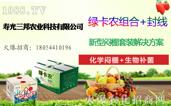 白菜多少錢一斤，一畝地產(chǎn)多少斤白菜，白菜種植前景及利潤分析！