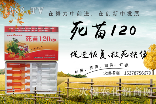  蔬菜種植不長根，緩苗慢，死苗爛根？學(xué)會(huì)這些方法，蔬菜死苗爛根都不怕！