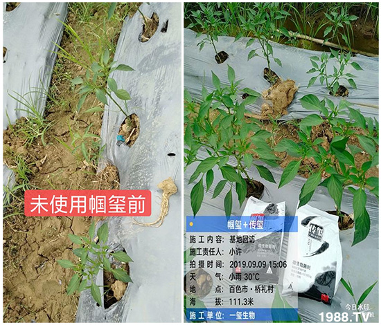 好產(chǎn)品好作用，“一璽生物”微生物菌劑“幗璽”客戶真實反饋！