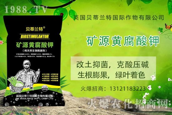 天竺葵怎么養(yǎng)，天竺葵養(yǎng)殖方法和注意事項(xiàng)！