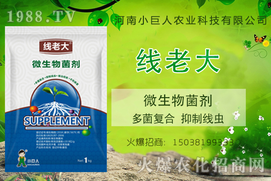 根結(jié)線蟲咋防治？根結(jié)線蟲克星-“線老大”多菌復(fù)合、抑制線蟲！