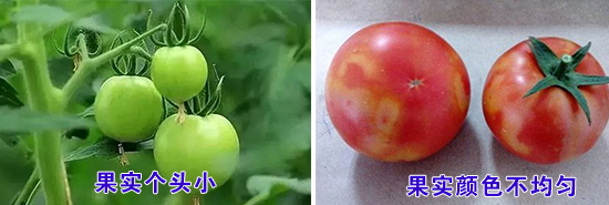 果實(shí)問(wèn)題