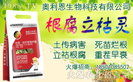 洋蔥如何施肥？洋蔥種植方法及播種時間！