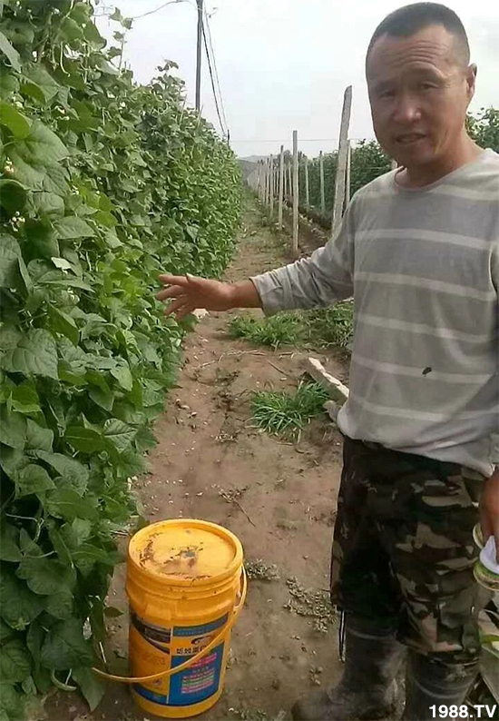 水溶肥市場大變革??？海藻精、魚蛋白將被它代替！1000多用戶鼎力推薦！