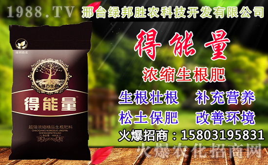 2020年小麥種子如何選？高產小麥品種有哪些？