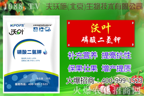 西紅柿摘葉有哪些好處，番茄摘葉技術及注意事項！