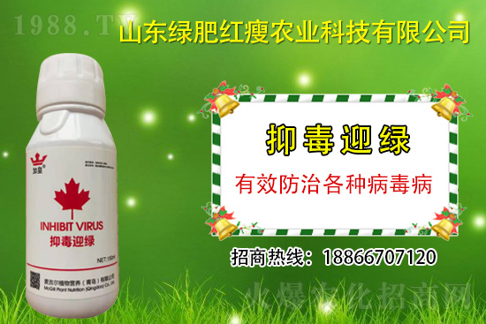 防治病毒病再也不用拔，“抑毒迎綠”專治病毒病！