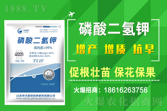 菠菜種植需要注意哪些問題？菠菜種植該怎么施肥？