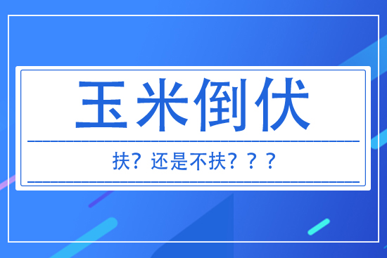 玉米倒伏到底扶不扶？ 答案來了！