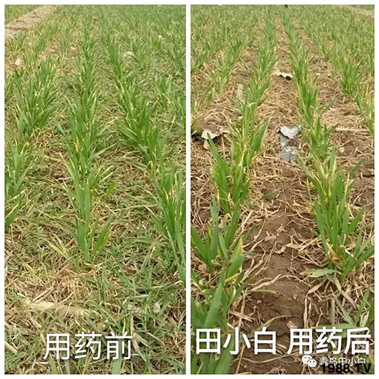 小麥雜草，節(jié)節(jié)麥泛濫成災(zāi)，怎么辦？小麥除草劑怎么選