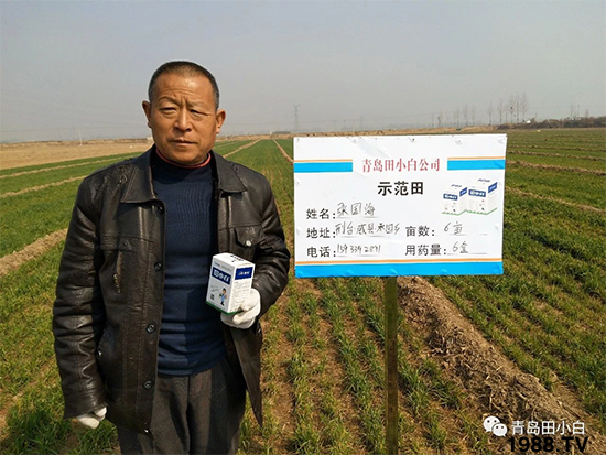 小麥雜草，節(jié)節(jié)麥泛濫成災(zāi)，怎么辦？小麥除草劑怎么選