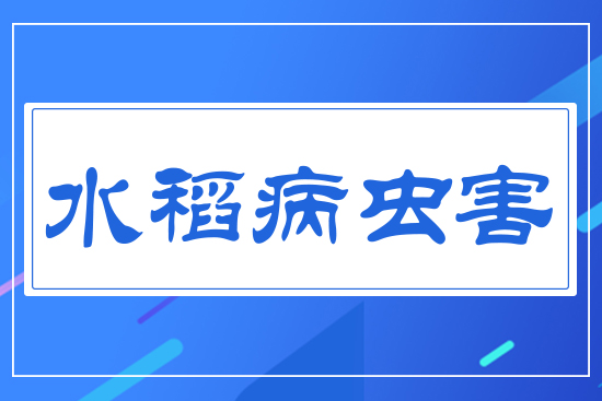 水稻病蟲(chóng)害