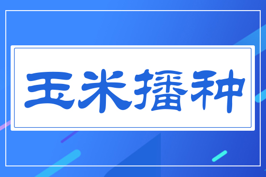 玉米播種