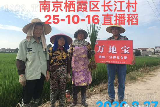 水稻分蘗不好對產(chǎn)量有多大影響？促進(jìn)水稻分蘗怎么做？