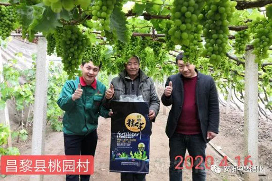 葡萄軟果是什么原因？如何防治？