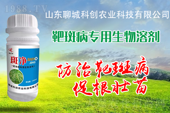 黃瓜靶斑病危害逐年加重！防治措施有哪些？