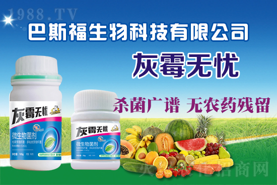 葡萄灰霉病危害嚴(yán)重！葡萄灰霉病如何防治？