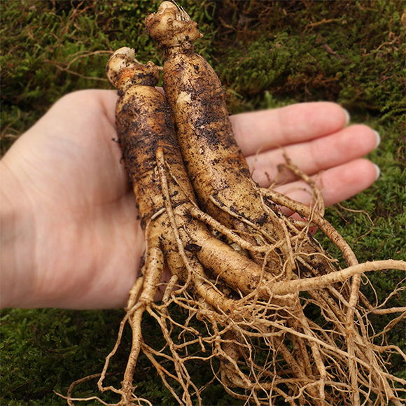 人參專(zhuān)用微生物菌劑-盛泰生物2