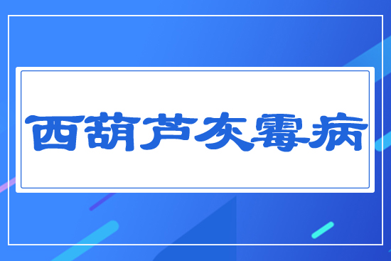 西葫蘆灰霉病