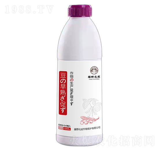 豆早熟-藤野化成