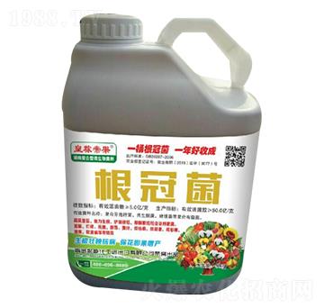 根冠菌-皇稼帝果-聚能